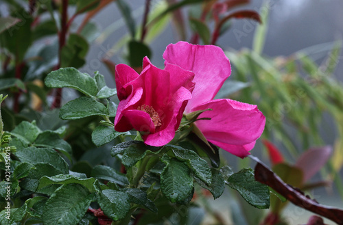 wild pink rose bush with morning dew after a frosty autum night