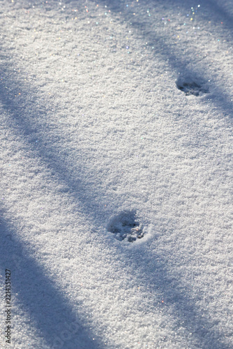 cat paw prints in the first snow, the low-hanging sun casts colorful snow glows and shadows