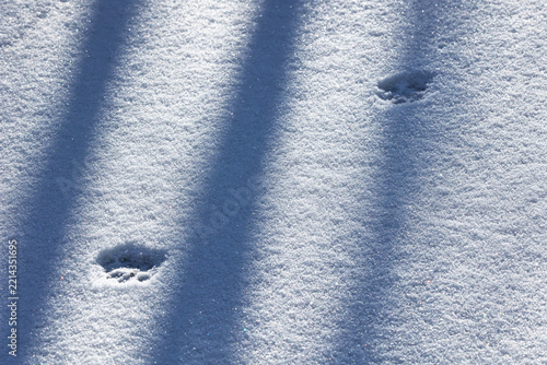 cat paw prints in the first snow, deep-hanging sun casts beautuiful glows and shadows