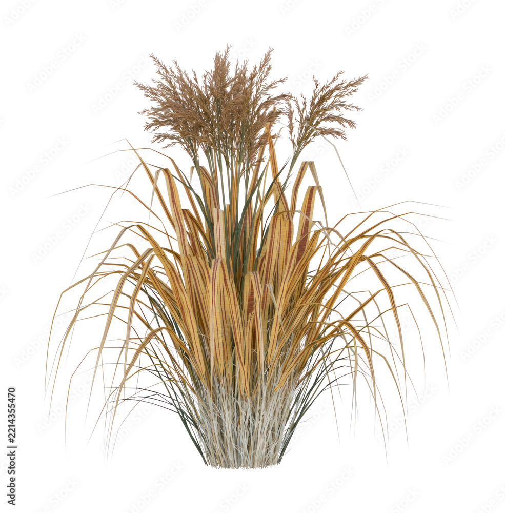 Fototapeta premium PNG Dried ornamental grass tuft isolated on transparent background