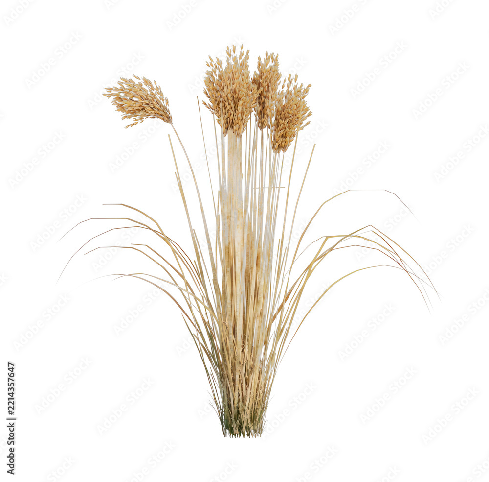 Fototapeta premium PNG Dried wheat stalks isolated on transparent background