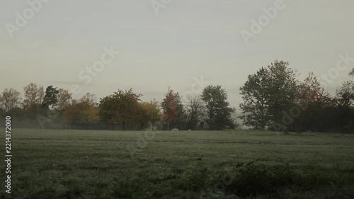 Neblige Wiese im Herbst