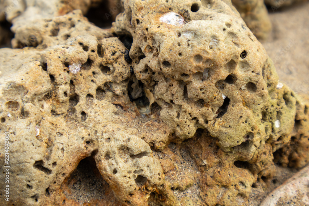 Fototapeta premium Close up shot of porous eroded coastal rock with natural bored holes resting on beach sand.