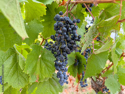 Ripe Black Grape Cluster Growing on a Vine with Green Leaves in a Sunny Vineyard, Summer Harvest