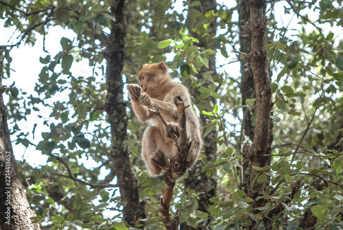 Sticker Barbary macaque sitting on a tree branch in a forest, Ifrane, Morocco