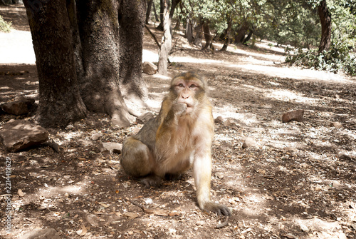 Sticker Barbary macaque sitting on the ground in a forest, Ifrane, Morocco