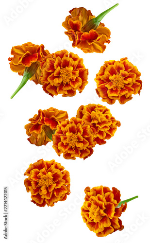Orange Marigold flower (Tagetes erecta, Mexican marigold, Aztec marigold, African marigold) Tagetes erecta flower isolated on white. clipping path