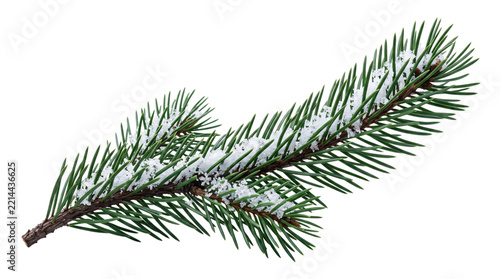 Pine tree branch covered in fresh snowflakes keywords: isolated on transparent background