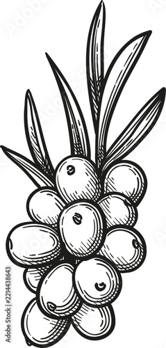 Sea buckthorn berries and leaves. Isolated ink sketch. Hand-drawn vintage engraving illustration.