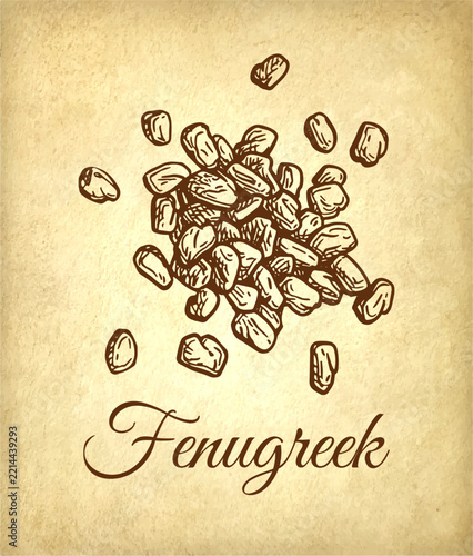 Pen-and-ink illustration of a handful of dried fenugreek spice on parchment, suitable for culinary, herbal and natural product designs. Vintage style.