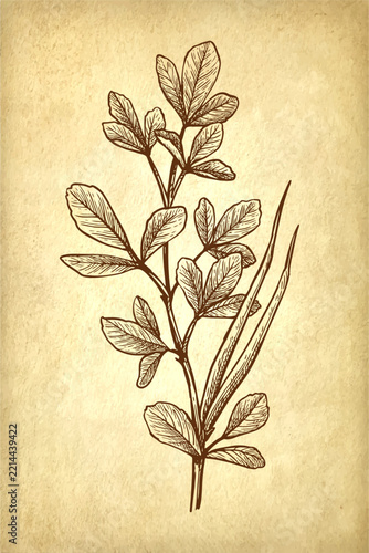 Pen and ink drawing of a fenugreek plant branch with pods on old paper background. Hand-drawn vintage engraving illustration.