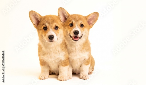 Cute corgi puppy sitting isolated on white background