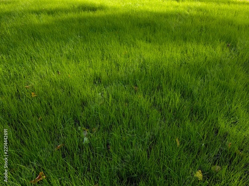 Vibrant green grass texture background with a beautiful transition from shadow to bright sunlight, perfect for eco and nature concepts.