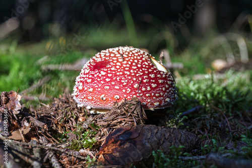 Red fly agaric mushroom cap with white specks upon mossy forest ground