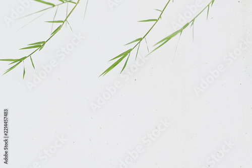Green bamboo leaves extending across a plain white background