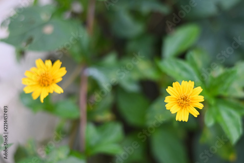 Two yellow daisy-like flowers blooming among green leaves