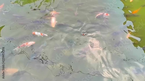 Colorful Koi Fish and Tilapia Swimming Together in Freshwater Pond