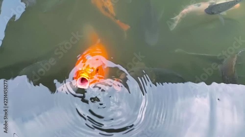 Orange Koi Fish Opening Mouth at Pond Surface Surrounded by Tilapia Fish