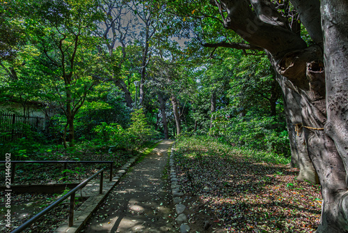 Walking path passing by a large, venerable tree with a thick trunk at Kansenen Park, May 2024