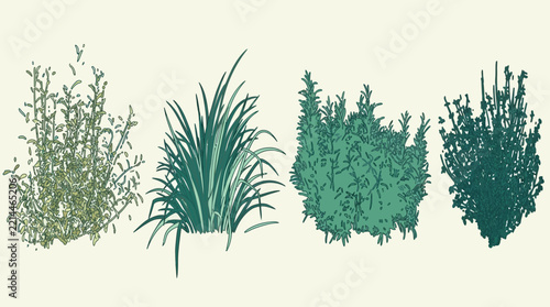 botanical herb illustration set featuring hand drawn aromatic herbs garden plants and wild grass sketches