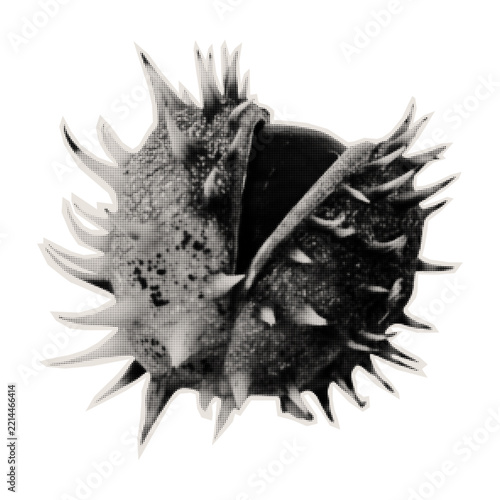 Paper cut out autumn chestnut with irregular edges. Vintage collage texture. Monochrome photocopy of a spiky chestnut. Halftone style vector illustration.