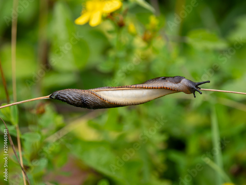 Black Slug on a Grass Stem