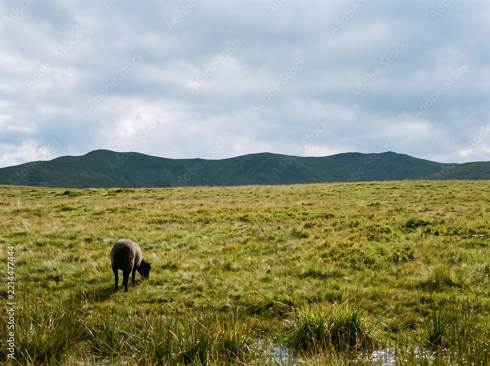 Fototapeta premium Sheep Grazing Alone in Highland Pasture