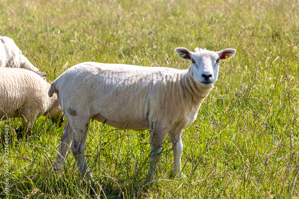 Fototapeta premium A flock of White lambs grazing on fresh green grass farm in a peaceful summer pasture