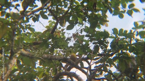 langurs orange baby red leaf monkey on trees jumps on branch borneo island