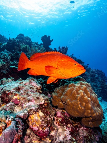 A vibrant orange fish swimming gracefully over a colorful coral reef in clear blue tropical waters.