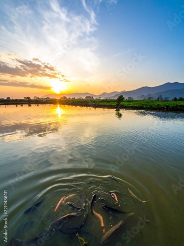 A beautiful sunset over a calm lake with fish creating ripples in the foreground.