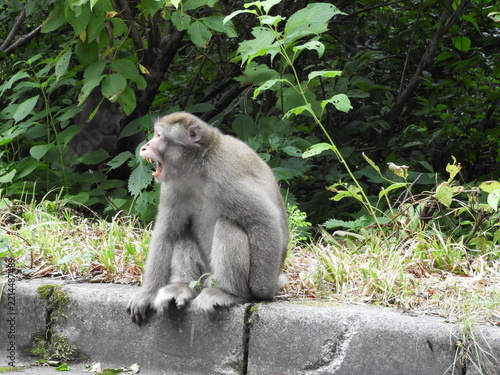 威嚇する野生のニホンザル