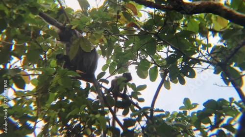 langurs orange baby red leaf monkey on trees jumps on branch borneo island