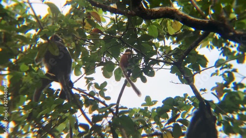 langurs orange baby red leaf monkey on trees jumps on branch borneo island