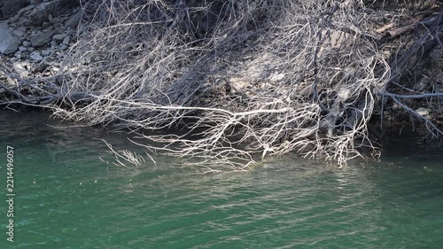 Dry tree branches lying on the zêzere river bank in portugal