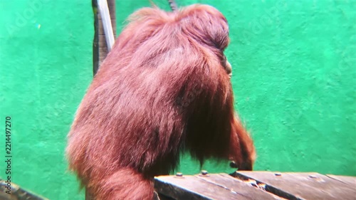 female adult orangutan is crawling on stage national park borneo Malaysia