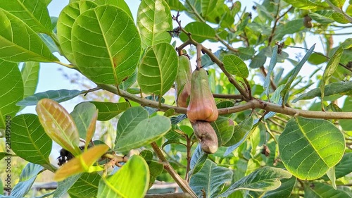 Closeup of ripening pink cashew apples with kidney shaped nuts hanging on leafy branch