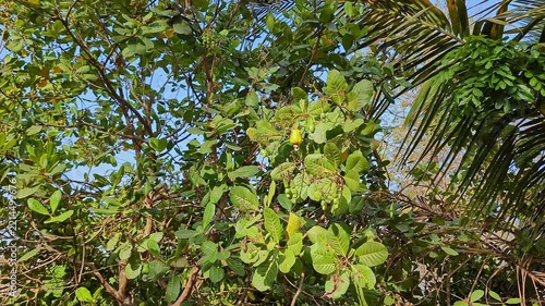 View of lush cashew tree branches framing bright sunny blue sky above tropical landscape