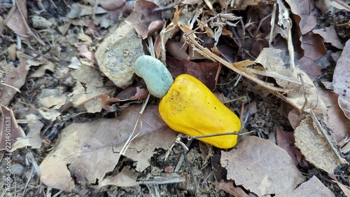 Closeup of fallen cashew apple with growing raw nut on forest floor naturally