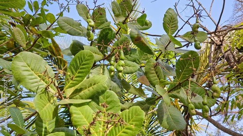 View of young green cashews growing on branch amid vibrant tropical natural surroundings