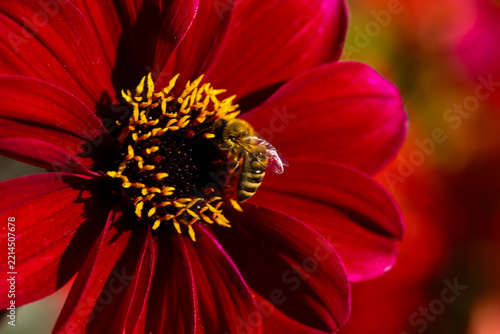 Bee Collecting Pollen on a Vibrant Red Dahlia