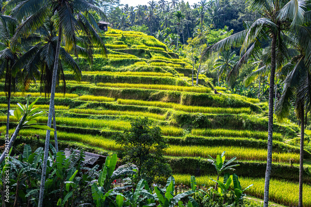 Fototapeta premium Tegallalang rice terrace in the Gianyar Regency, Bali, Indonesia
