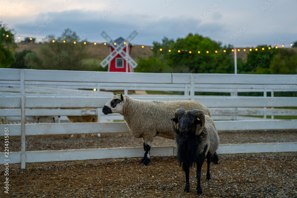 Obraz premium A black-faced ram and a woolly ewe stand in a fenced paddock on gravel, with white railings, a red windmill and string lights in the background.