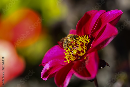 Bee Collecting Pollen on a Vibrant Red Dahlia