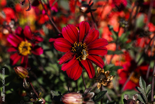 Bee Collecting Pollen on a Vibrant Red Dahlia