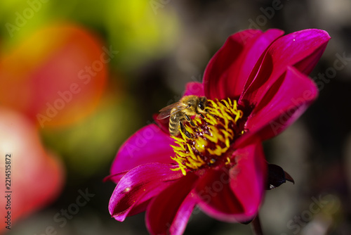 Bee Collecting Pollen on a Vibrant Red Dahlia