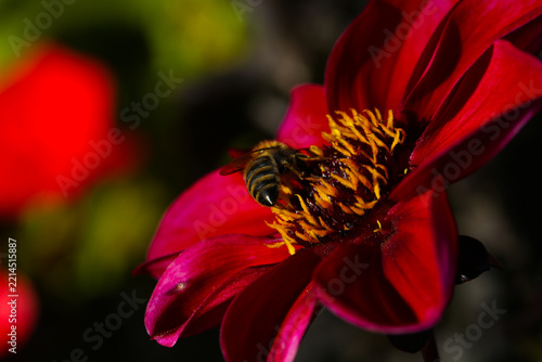 Bee Collecting Pollen on a Vibrant Red Dahlia