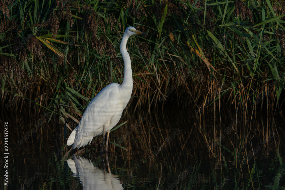 Obraz premium Beautiful Western Great Egret (Ardea alba) standing motionless in shallow water surrounded by tall reeds, with a beautiful reflection on the calm water surface. Wildlife photography capturing the eleg