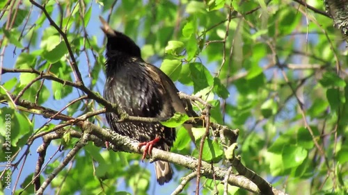 In spring, a starling calls to a female on a green tree