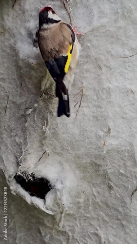 European Goldfinch (Carduelis carduelis), Goldfinch looking for nesting material.